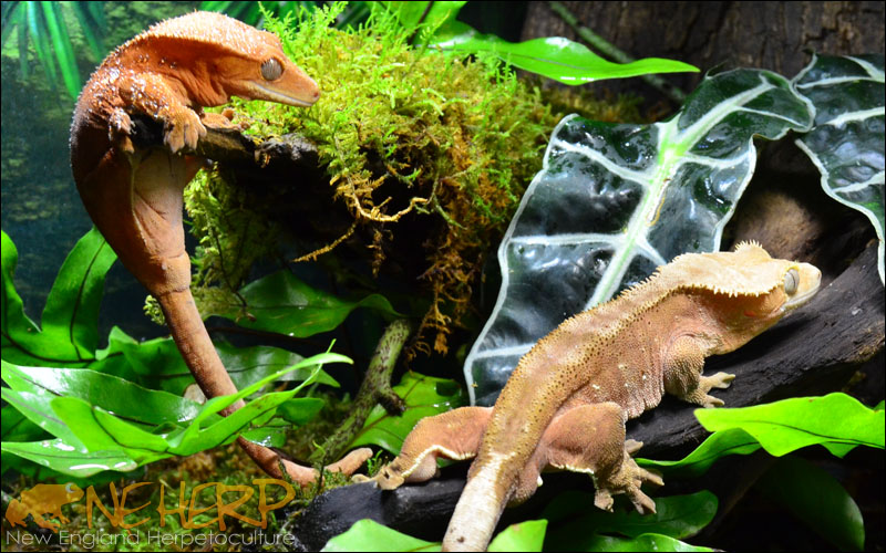 Bioactive Vivarium with the best inexpensive LED lighting