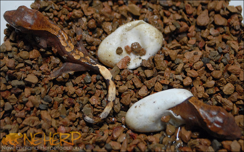 Crested Geckos Hatching