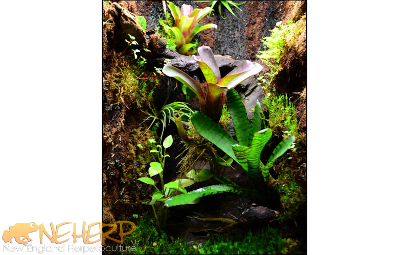 Custom Vivarium Freshly Planted, Housing Ranitomeya Dart Frogs