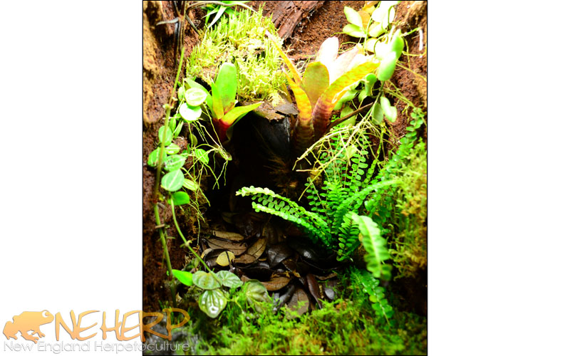 Custom Vivarium Housing Ranitomeya benedicta