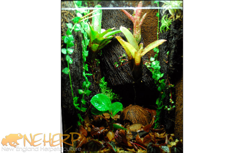 Custom Vivarium For Dart Frogs, Ranitomeya variabilis