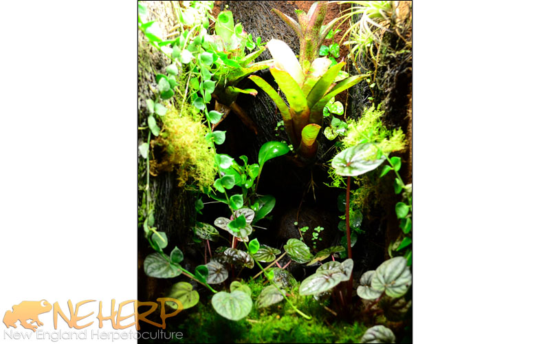 Custom Vivarium For Dart Frogs, Ranitomeya variabilis