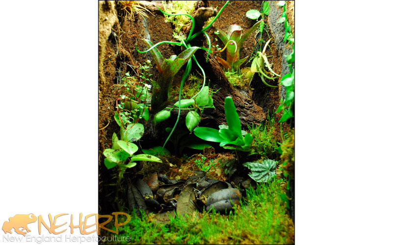Custom Vivarium For Dart Frogs, Ranitomeya vanzolinii