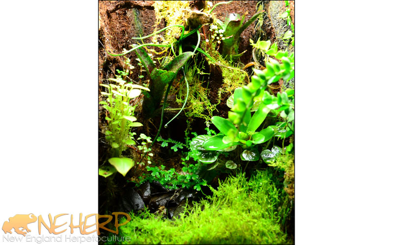 Custom Vivarium For Dart Frogs, Ranitomeya vanzolinii