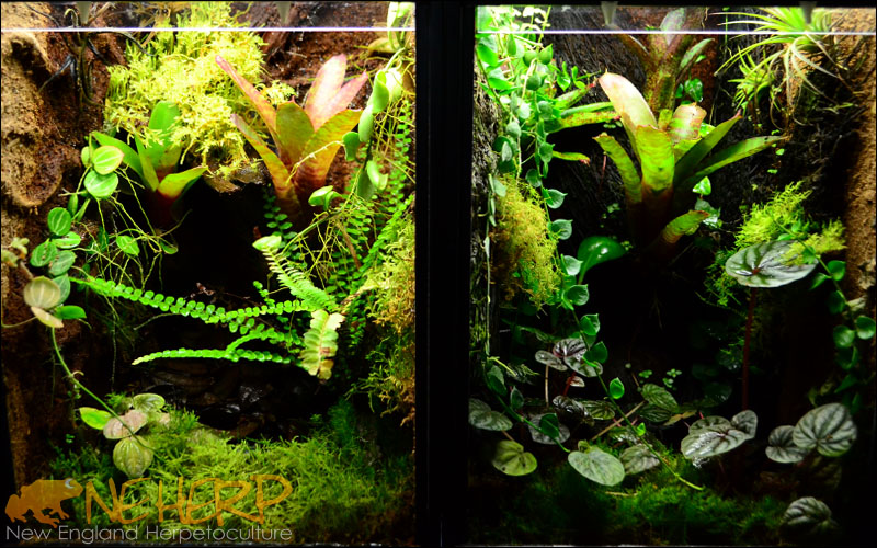 Custom Arboreal Vivariums For Dart Frogs