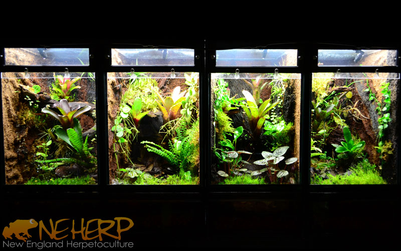 Building A Background For Live Terrarium Plants