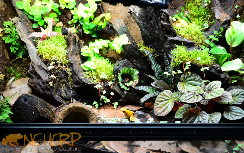 Terrestrial Dart Frog Vivarium