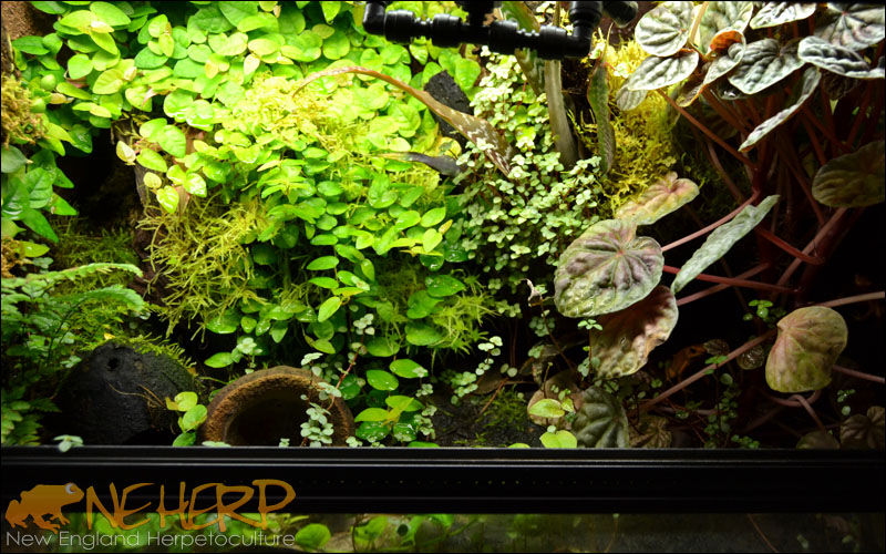Terrestrial Dart Frog Vivarium Overgrown