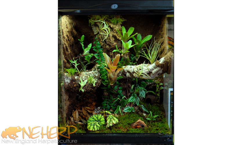 Custom Bioactive Terrarium For Frogs