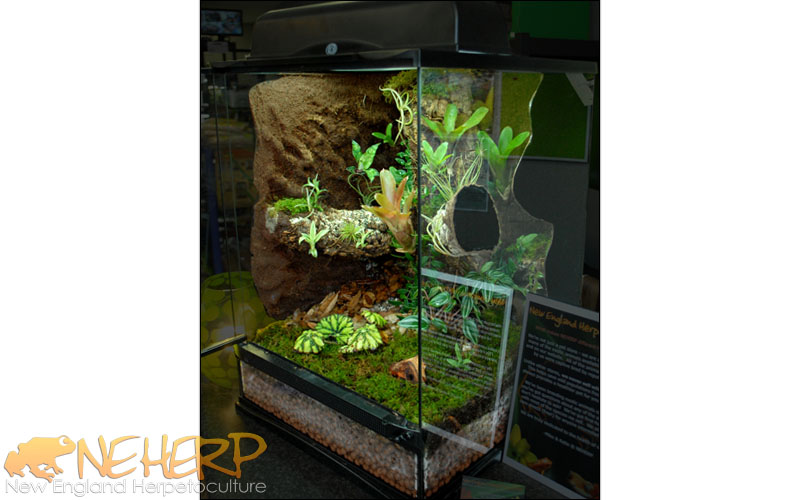 Custom cork background vivarium example