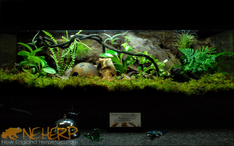 Simple Blue Dart Frog Vivarium