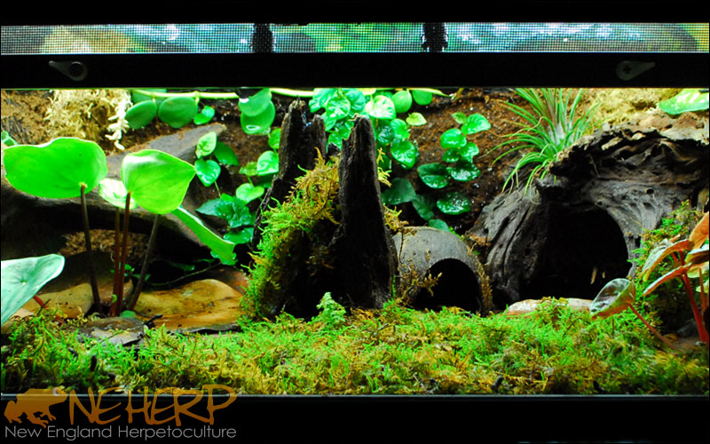 Bioactive Simple Terrarium, Vivarium