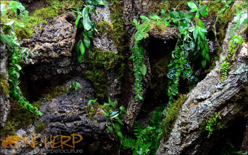 Custom Vivarium Background Example With Wood Decor