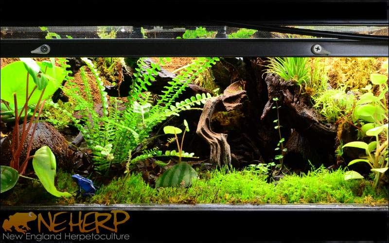 Blue Dart Frog Enclosure