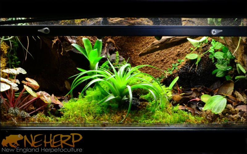 Simple Vivarium