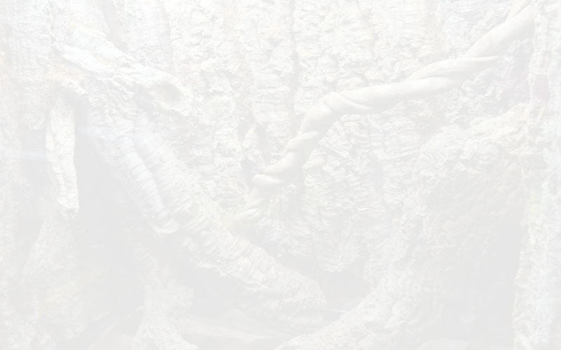 Cork Info Page Background