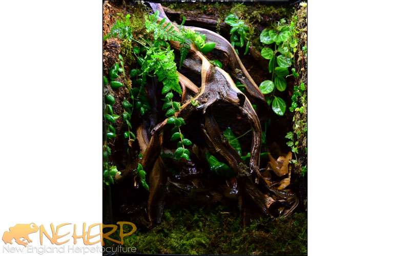 Custom Ghostwood Background Vivarium / Freshly Planted