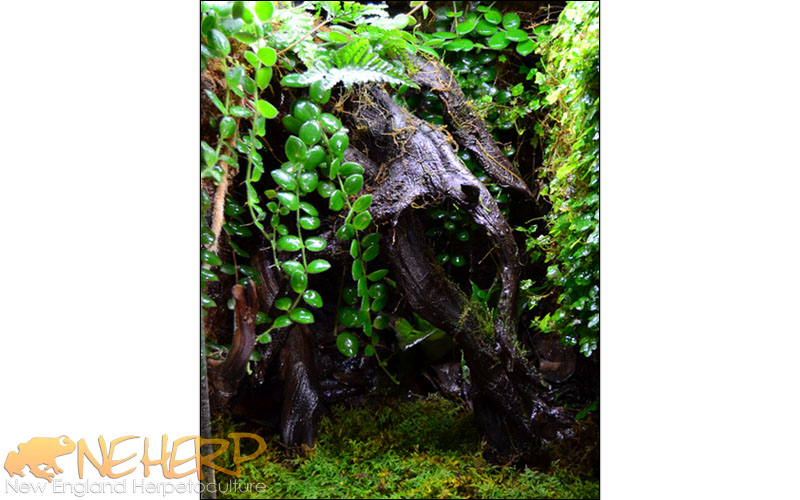 Mourning Gecko Vivarium