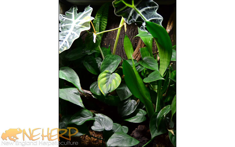 An Overgrown Crested Gecko Vivarium