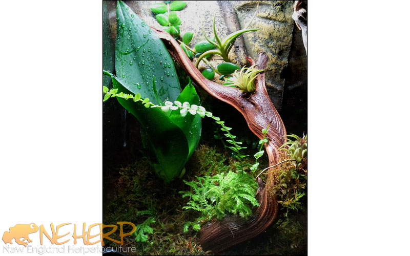 Temporary, Inexpensive Vivarium