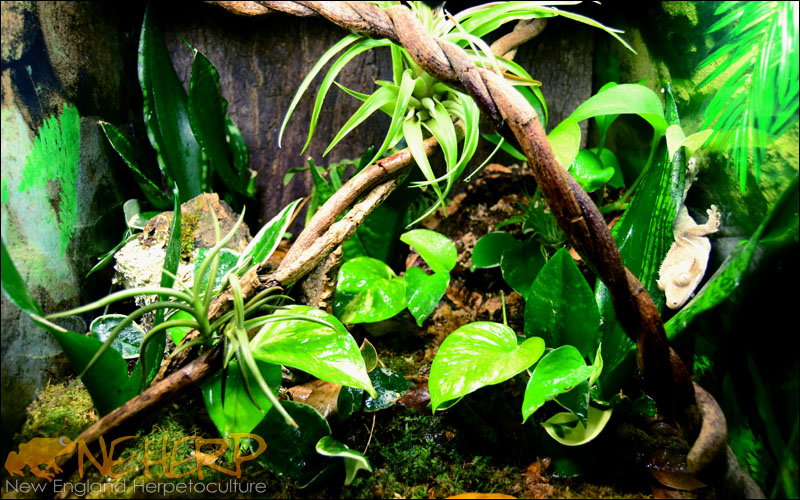 Basic Crested Gecko Vivarium