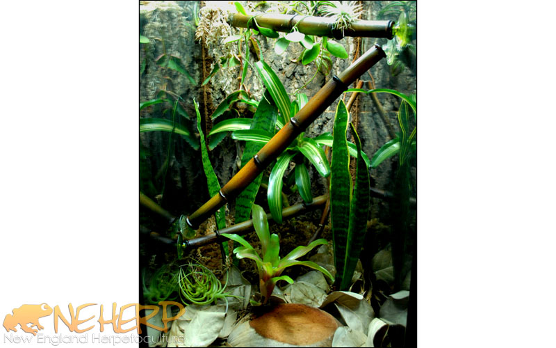 Cheap Gargoyle Gecko Vivarium