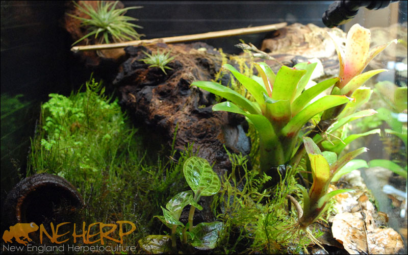 Phelsuma klemmeri Vivarium