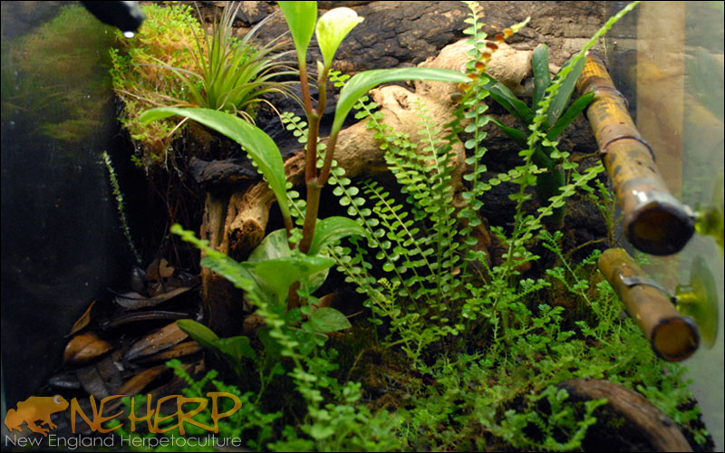 Phelsuma klemmeri Vivarium