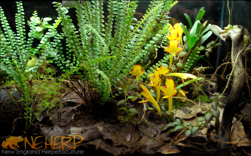 Dart Frog Growout Vivarium