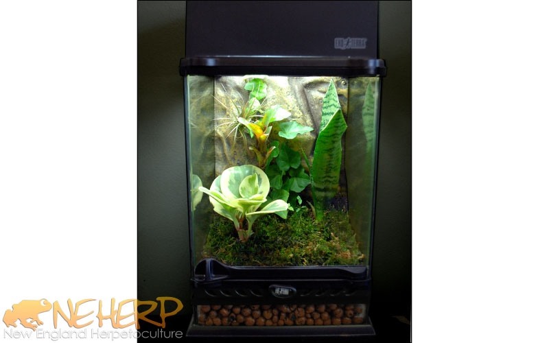 Starter hobbyist vivarium
