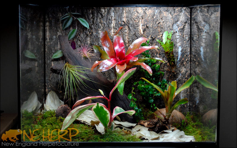 Understated live vivarium