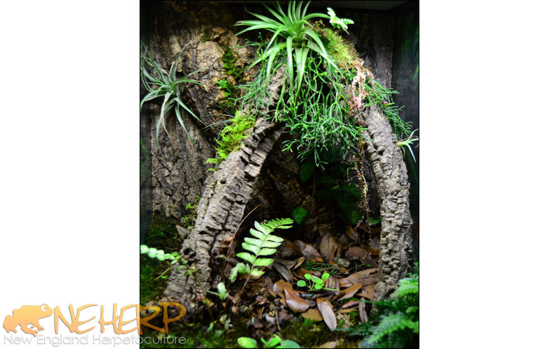 Gargoyle Gecko Breeding Vivarium