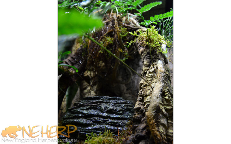 Gargoyle Gecko Breeding Vivarium Closeup