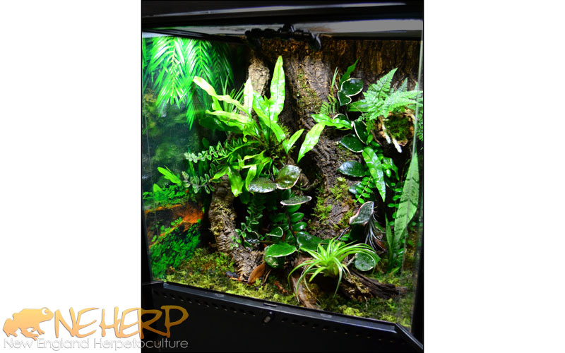 Gargoyle Gecko Vivarium