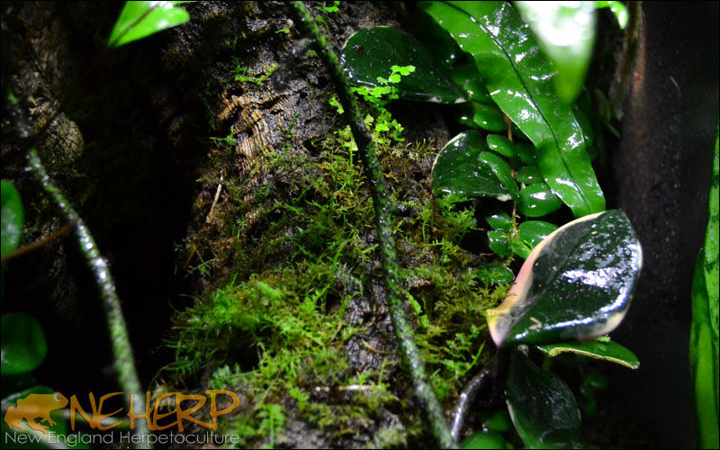 Gecko Terrarium Moss