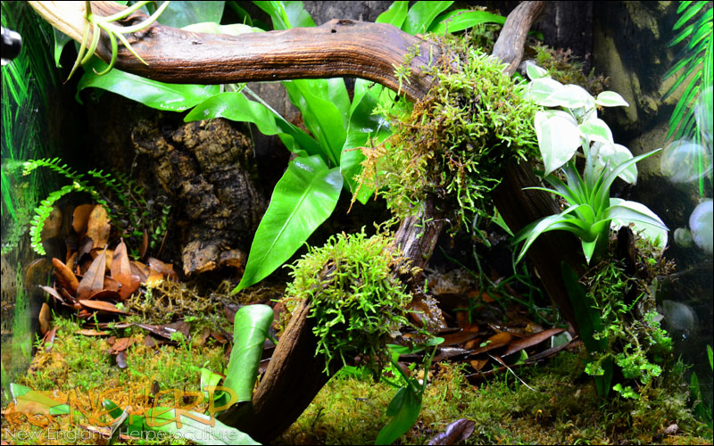 Custom Vivarium Ghostwood Background