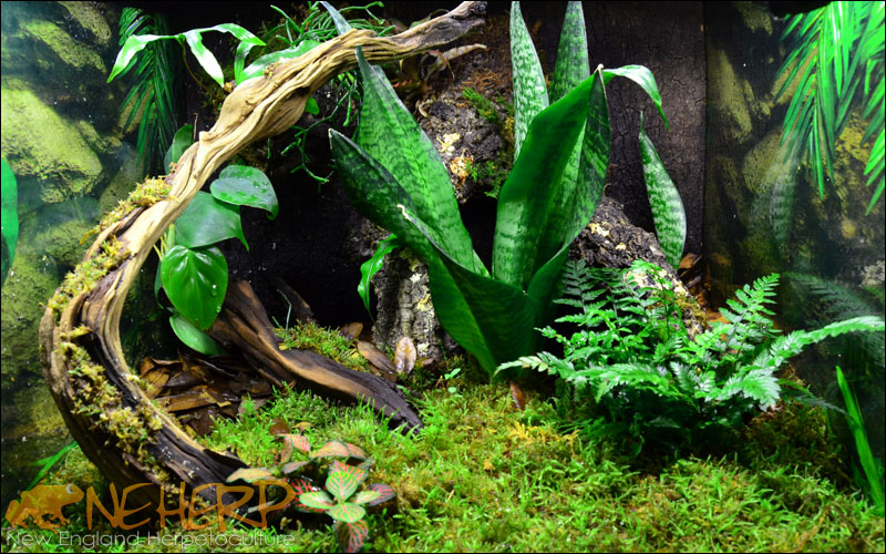 Basic Gecko Vivarium Background