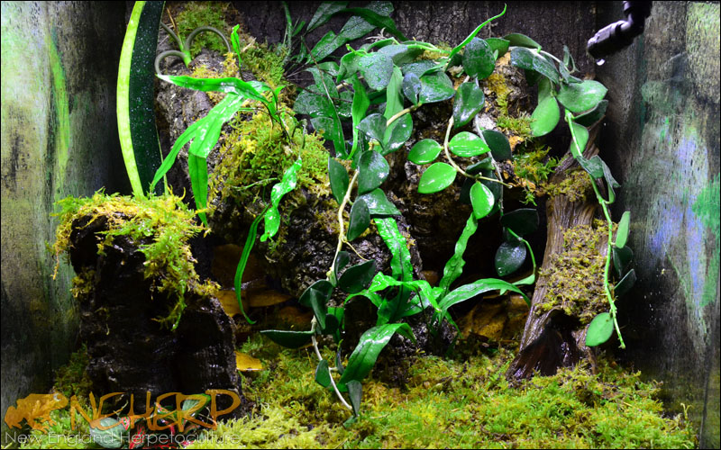Basic Custom Terrarium Background For Geckos
