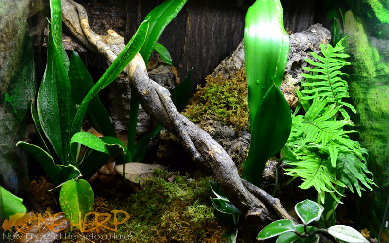 A simple Crested Gecko Vivarium