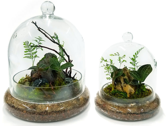 Best Rocks For Enclosed Terrariums
