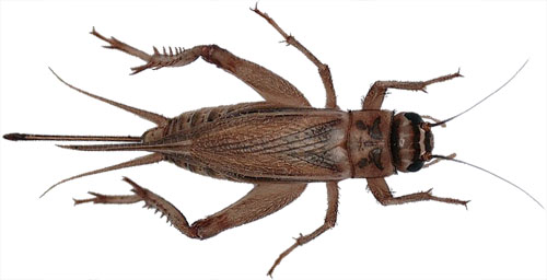 Live Crickets