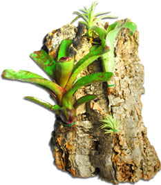 Best Way To Mount Plants To Terrarium Backgrounds