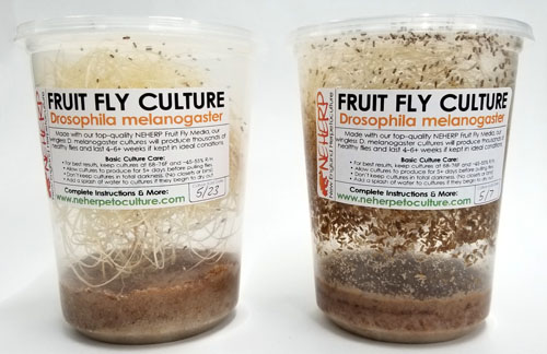 The Best D. melanogaster Fruit Fly Cultures