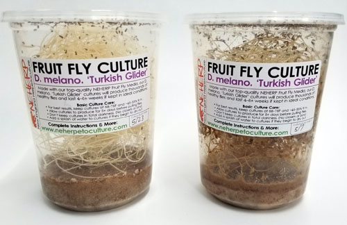 The Best D. melanogaster 'Turkish Glider' Fruit Fly Cultures