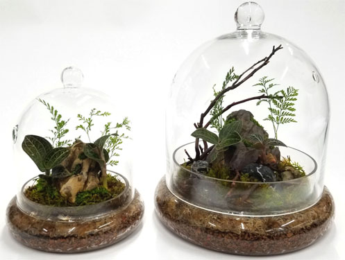 Glass Terrarium Cloche Set Planted