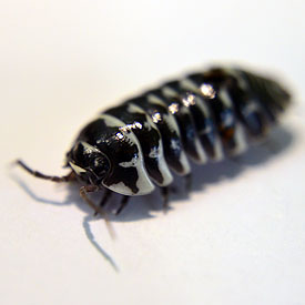 Zebra Isopods