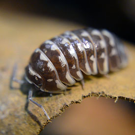 Chocolate Zebra Isopods