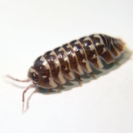Chocolate Zebra Isopods