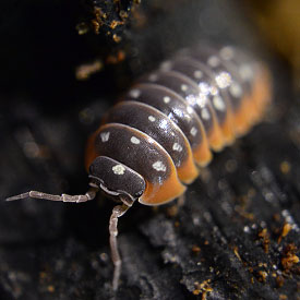 Montenegro Isopods