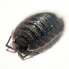 Porcellio scaber